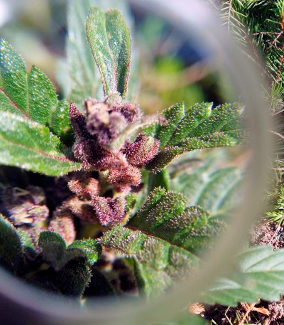 Auto Purple fem (Pyramid Seeds) семена конопли