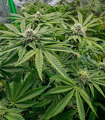 Black Cherry Gushers fem от Barney's Farm семена конопли