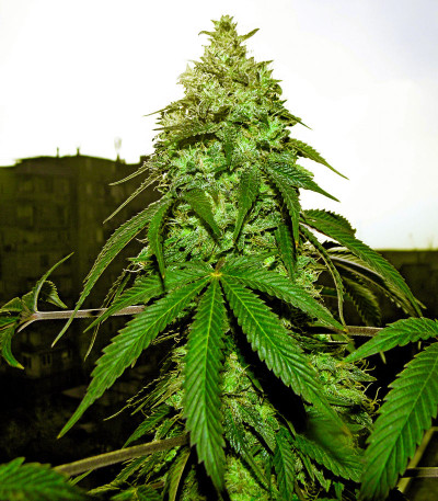 Blue Gelato 41 (Barney's Farm) семена конопли