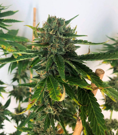 Bubba Slush fem (Green House Seeds) семена конопли