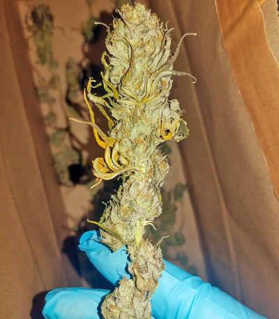 Chocolope fem (DNA Genetics) семена конопли