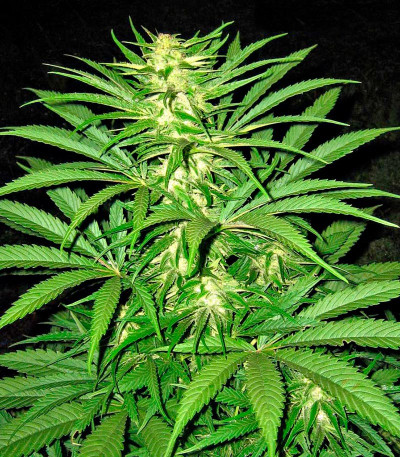 Critical Mass CBD fem семена конопли