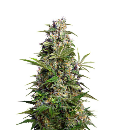 Семена Gorilla Girl шишки