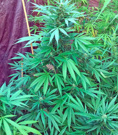 Green Crack fem (Humboldt Seed Organization) семена конопли