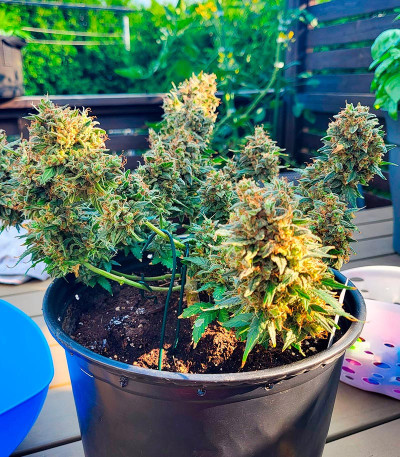 Семена конопли сорта Haze Auto