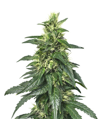 Hypnotic fem (Anaconda Seeds) семена конопли
