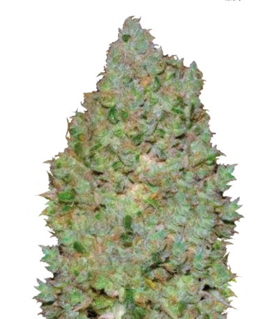 Jack Hair fem семена конопли