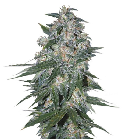 Indica Pure Origin Collection 8 (World of Seeds) микс семян конопли