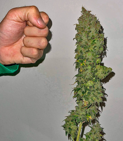 Lemon Drizzle fem (Barney's Farm) семена конопли