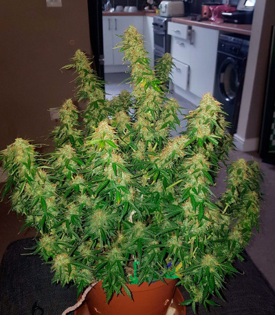 Monster Gelato Auto (Monster Genetics) семена конопли