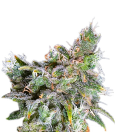 Magic Bud fem (Paradise Seeds) семена конопли