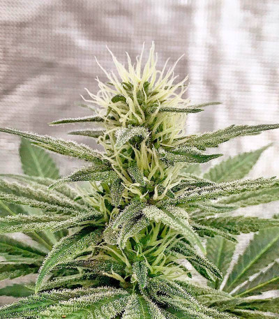 Mataro Blue fem семена конопли