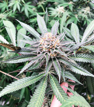 Mimosa Evo fem (Barneys Farm) семена конопли