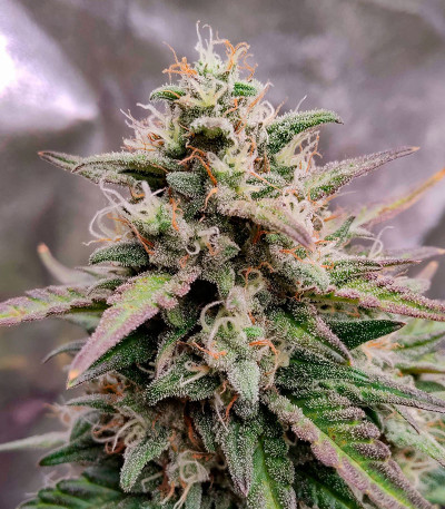 Purple Punch OG XL Auto fem (Sweet Seeds) семена конопли