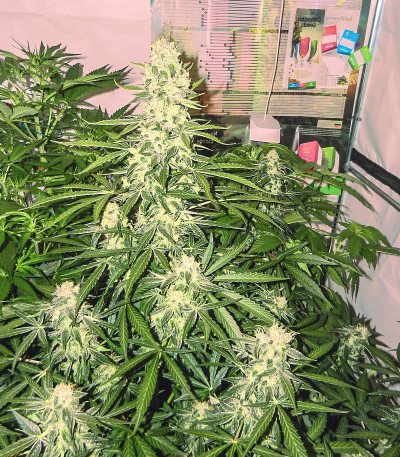 Royal Gorilla Automatic fem (Royal Queen Seeds) семена конопли