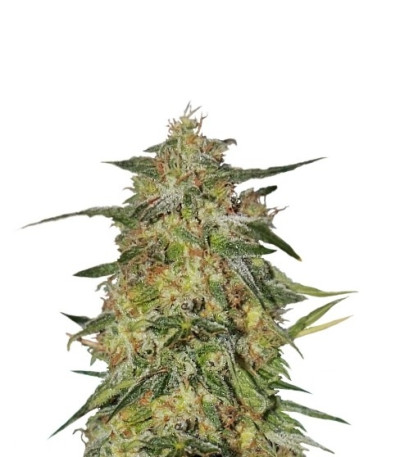 Royal Highness fem (Royal Queen Seeds) семена конопли
