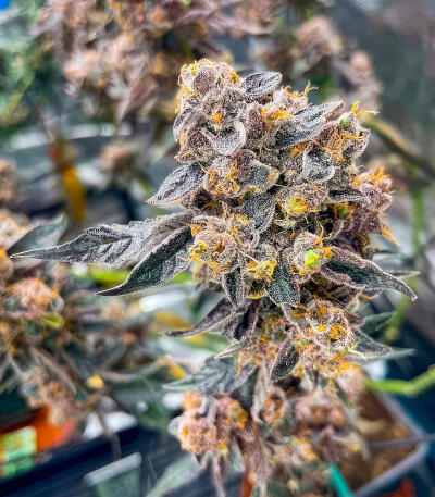 Sour Diesel x OG Kush fem (Seedkeepers) семена конопли