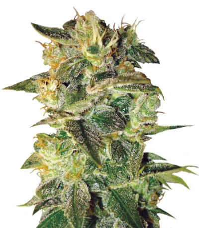 Sugar Mango Ryder Auto fem (World of Seeds) семена конопли