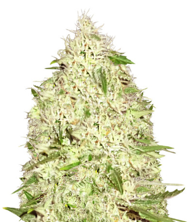 Sumo's Big Bud fem (Sumo Seeds) семена конопли
