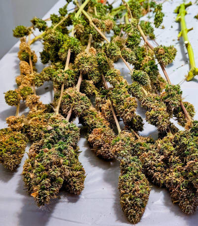 Trainwreck Fast Version fem (Seedkeepers) семена конопли