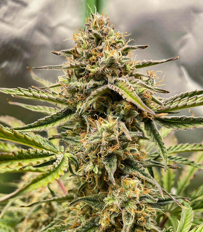 Apollo F1 Auto fem (RQS) семена конопли