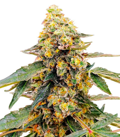 Tarte Tatin fem (Green House Seeds) семена конопли