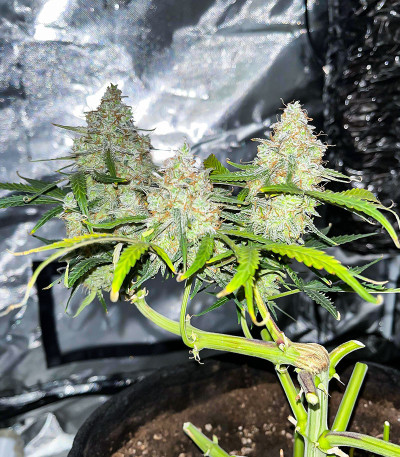 Семена конопли сорта Titan F1 Auto fem