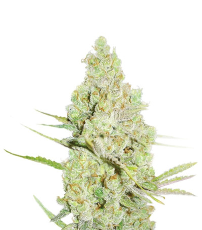 1024 fem (Medical Seeds) семена конопли