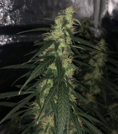 Auto Northern Lights fem (00 Seeds) семена конопли