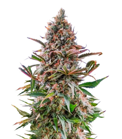 Семена конопли сорта AK-47