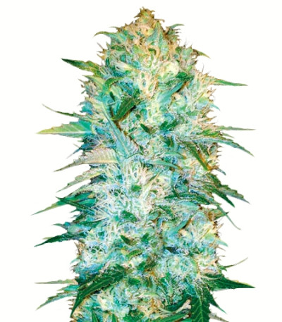 Auto Amnezia Haze fem (Bulk Seed Bank) семена конопли