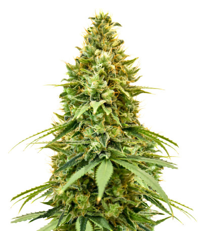 Семена сорта конопли Amnesia Haze