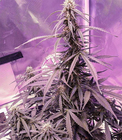 Auto OG Kush fem (Victory Seeds) семена конопли