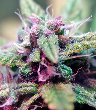 Семена марихуаны Auto Blackberry Kush