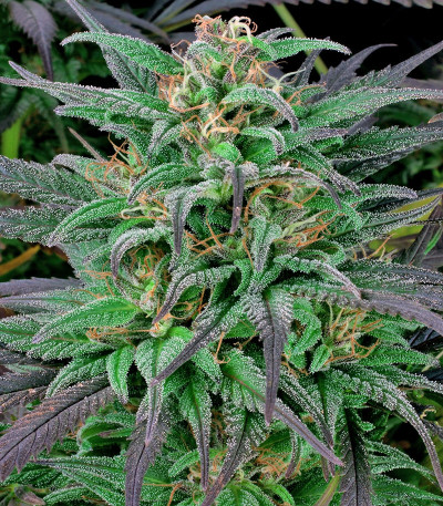 Biddy Early fem (Serious Seeds) семена конопли