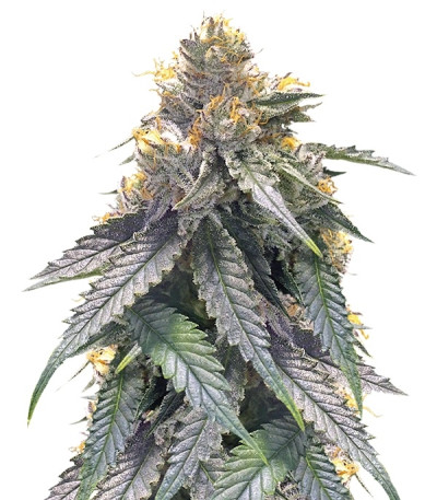 Bubba’s Gift fem (Humboldt Seeds) семена конопли