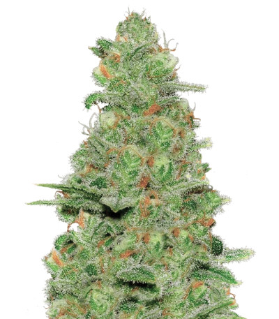 Crazy Miss Hyde Auto fem (Samsara Seeds) семена конопли