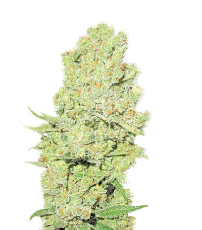 Channel + fem семена конопли