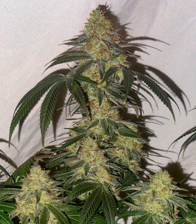 Gary Payton fem (Barney's Farm) семена конопли