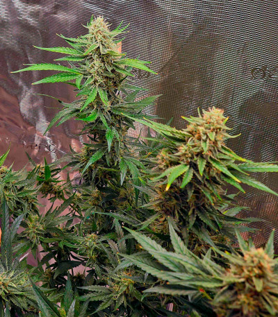 HighCloudZ Auto fem от Green House Seeds семена конопли
