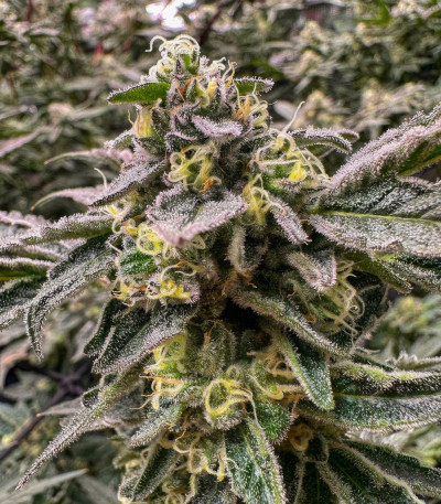 Jet Puft fem (Compound Genetics) семена конопли