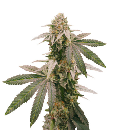 Микс Heavy Kickers Mix fem (Herbies Seeds) семян конопли