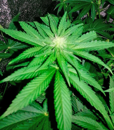 NY Diesel fem (Vision Seeds) семена конопли