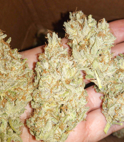 Cream Original AK Auto fem семена конопли