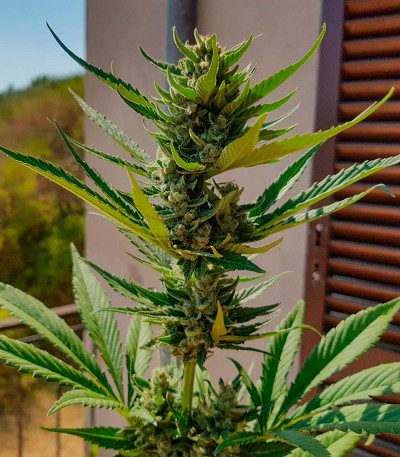 Papaya Zoap Auto fem (Sweet Seeds) семена конопли