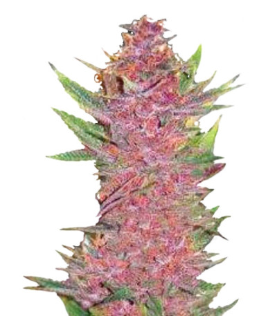 Auto Purple Glam Kush fem семена конопли