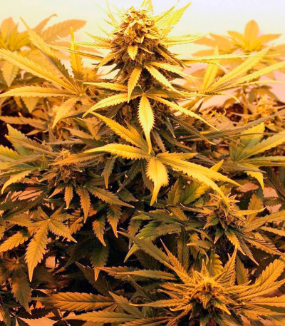 Speed Devil #2 Auto fem (Sweet Seeds) семена конопли