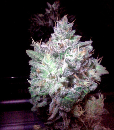 Семена марихуаны Bubba Kush