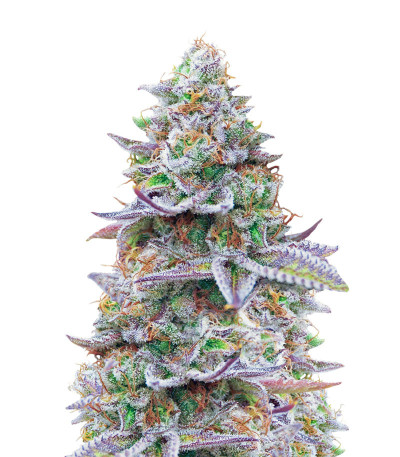 Gorilla Zkittlez fem (Barney's Farm) семена конопли