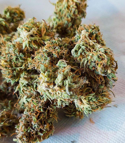 HulkBerry Automatic fem (RQS) семена конопли